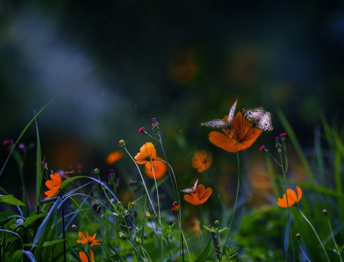 Butterflies on orange flowers in the rain