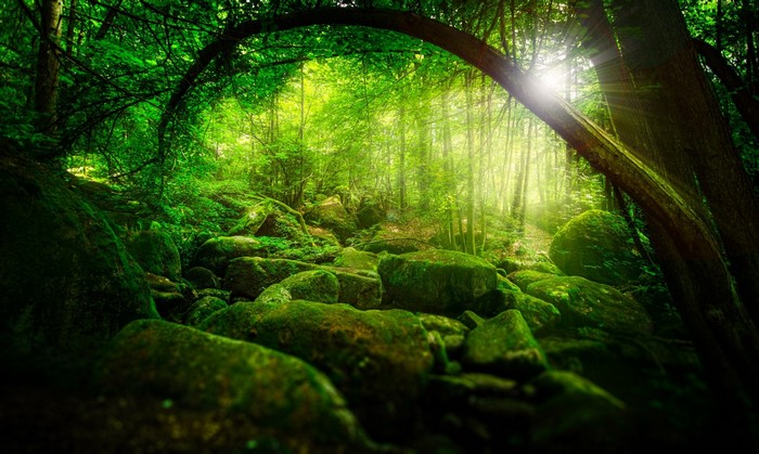 Sunlight filtering through a mossy forest with large rocks