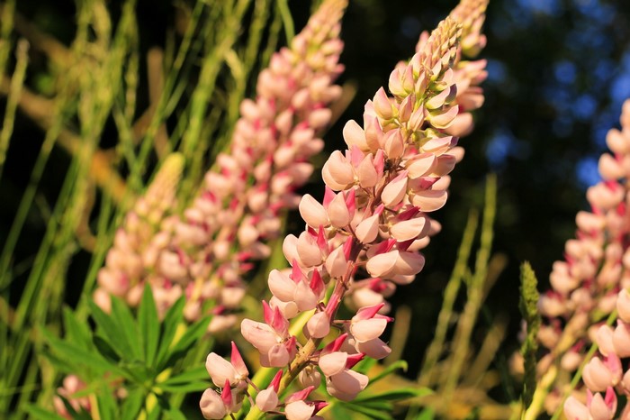 Pink Lupine Flowers in Sunlight