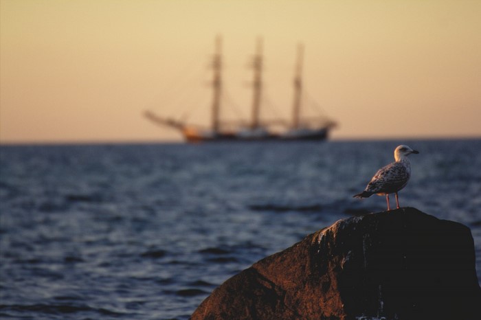 Seagull on rock with ship at sunset