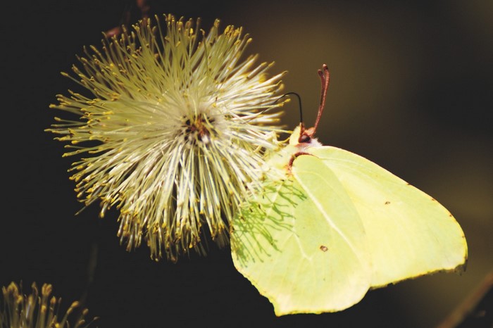 Yellow butterfly on a fluffy yellow flower