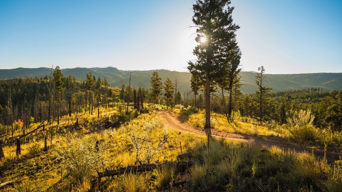 Sunlit forest trail with rolling hills and clear sky