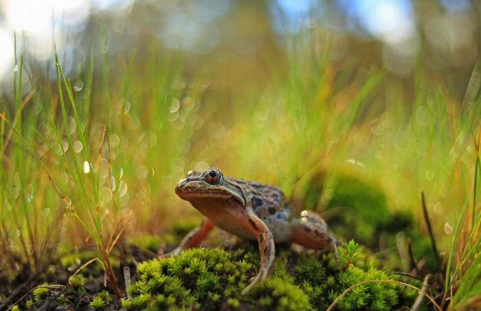Frog sitting on mossy ground with grass and bokeh