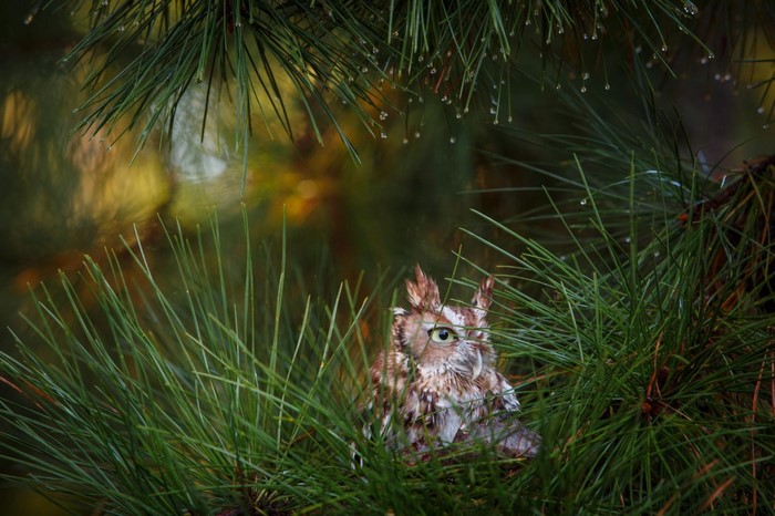 Owl perched among wet pine needles