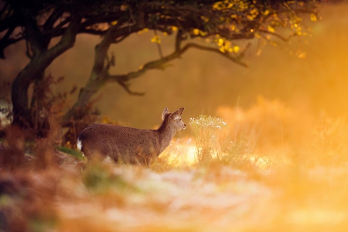 Deer in a sunlit autumn forest