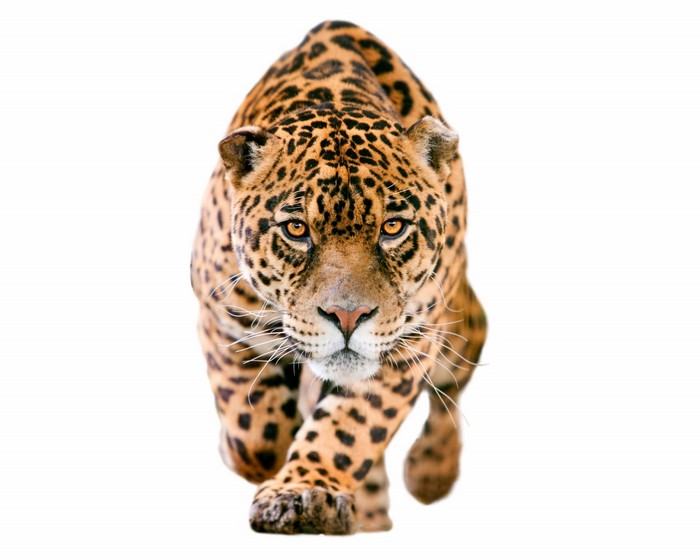Jaguar walking forward on a white background