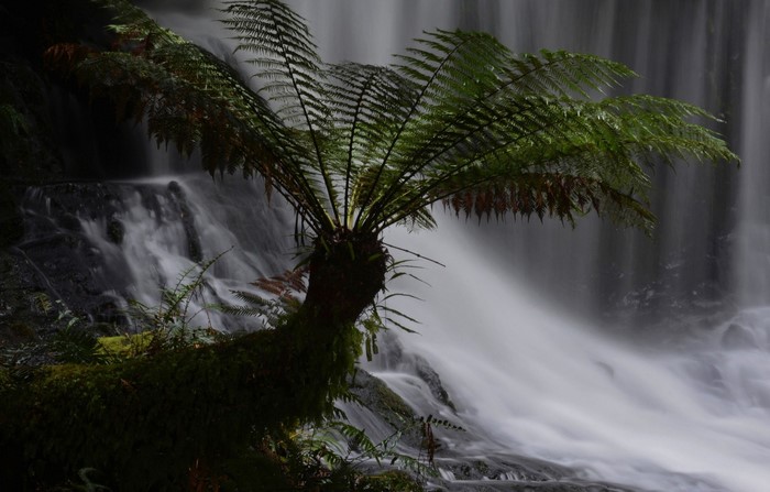Ferns in front of a misty waterfall in a forest