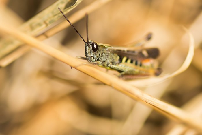Macro photography of a grasshopper on dry grass