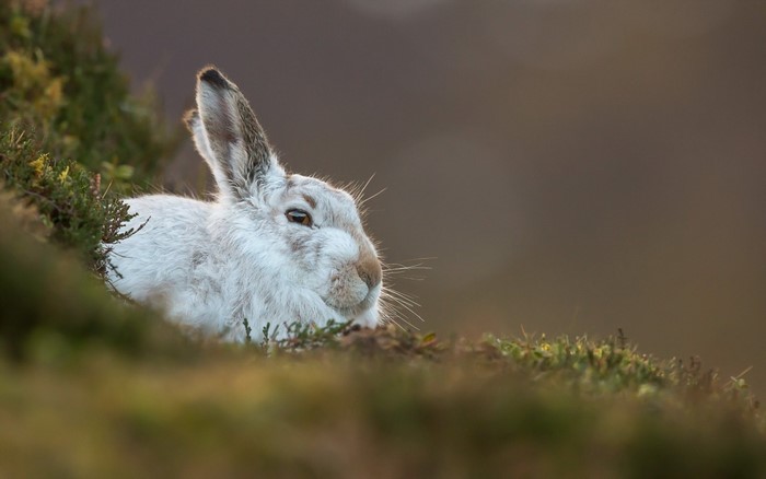 White hare resting in grass
