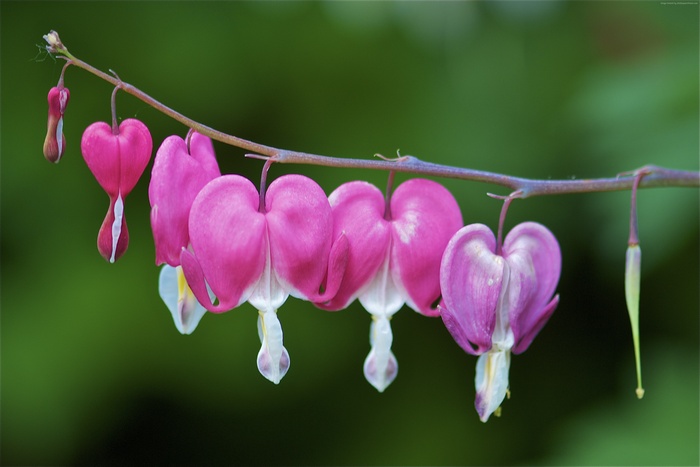 4K Bleeding Heart Flowers on Branch