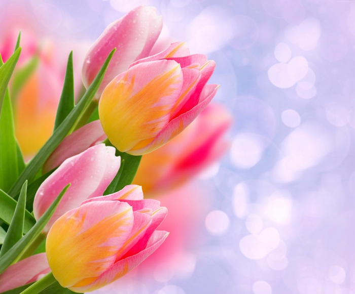 Pink and yellow tulips with water droplets