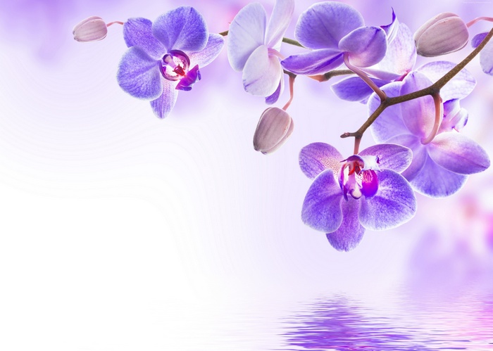 4k, orchid, flower