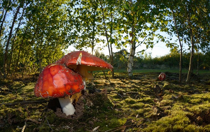 Two red and white mushrooms in a forest clearing