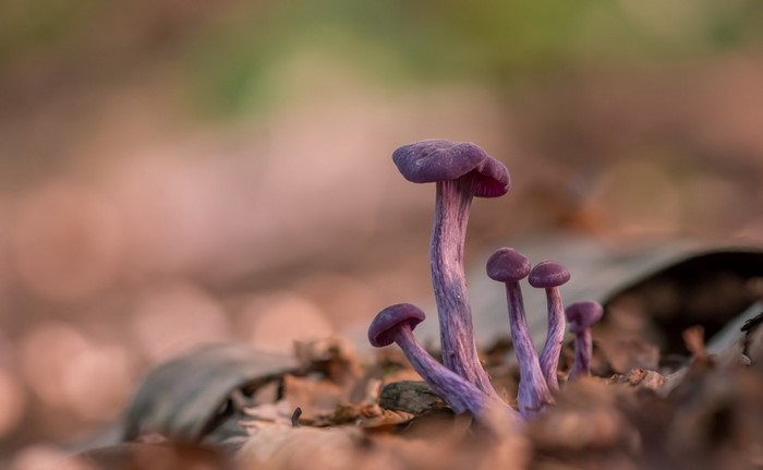Purple mushrooms growing among fallen leaves