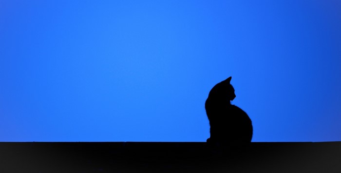 Silhouette of a cat against a blue sky