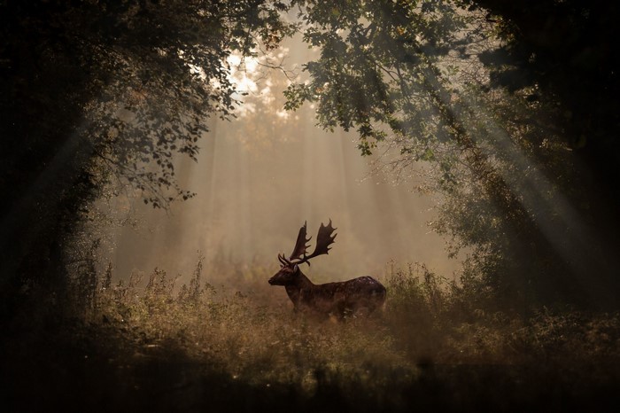Deer in misty forest with sunbeams