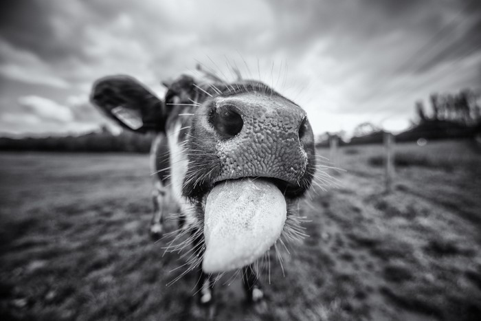 Close-up of a cow sticking its tongue out