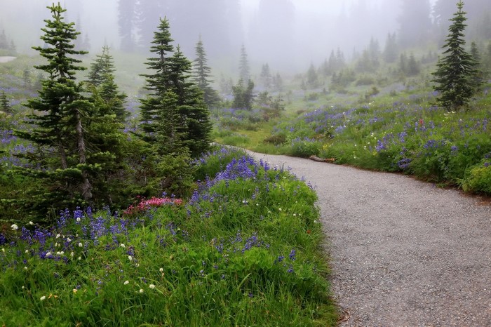Mountain trail through a wildflower meadow in the fog