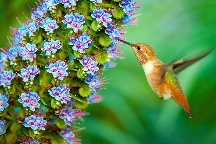 Hummingbird feeding on blue and purple flowers