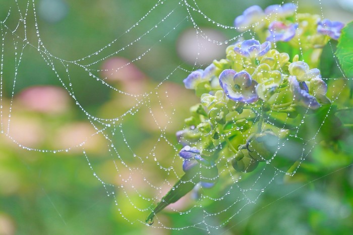Spider web with dew drops on hydrangea flowers