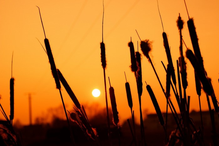 Silhouette of cattails against an orange sunset