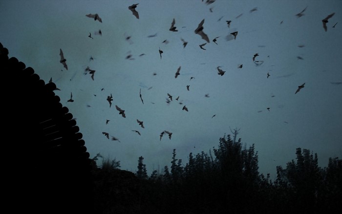 A flock of bats flying in the twilight sky