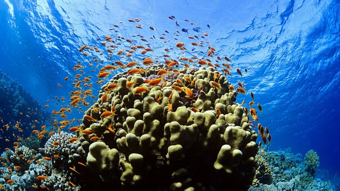 School of fish swimming around a coral reef underwater