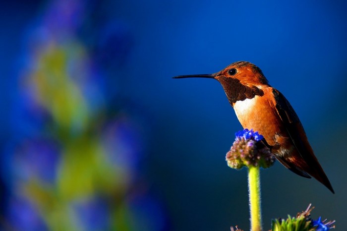Hummingbird perched on a flower with a blue background