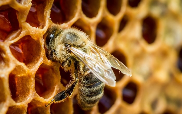 Close-Up of Honey Bee on Honeycomb
