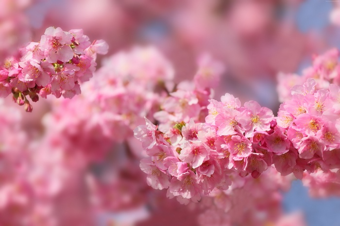 Pink cherry blossoms in bloom