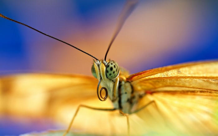 Close-up of a yellow butterfly's head and wings