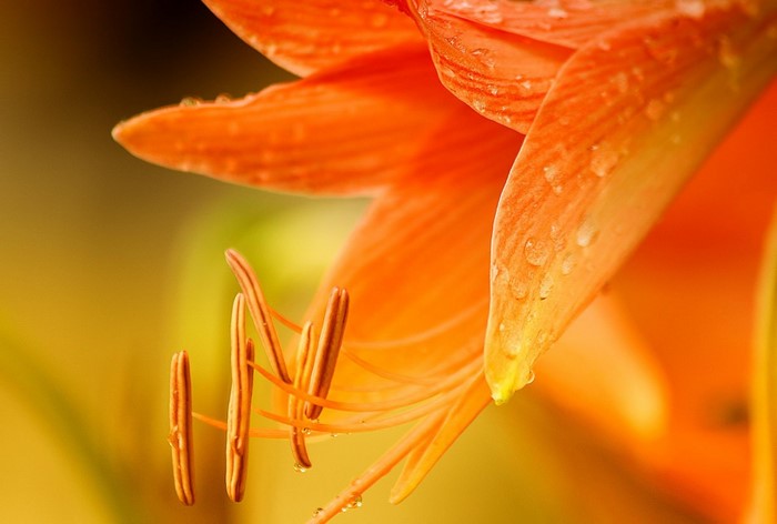 Close-up of an orange lily with water droplets