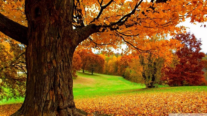 Autumn landscape with a large tree and fallen leaves