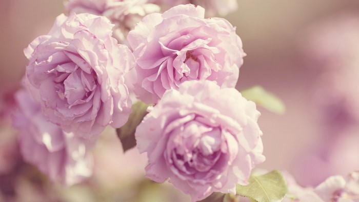 Close up of pink roses