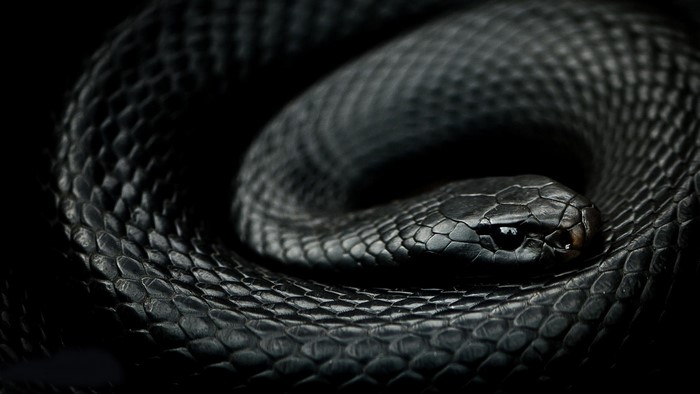 Close-up of a coiled black snake