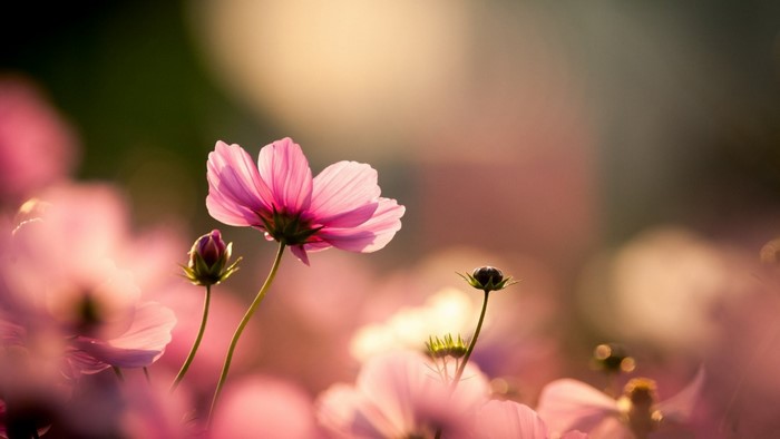Pink cosmos flowers in sunlight