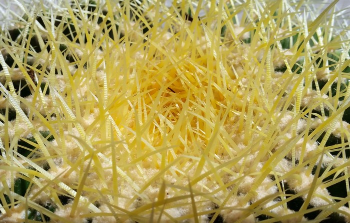 Close-up of a yellow barrel cactus with sharp spines