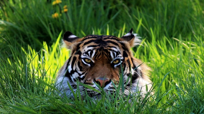 Tiger peeking through tall green grass