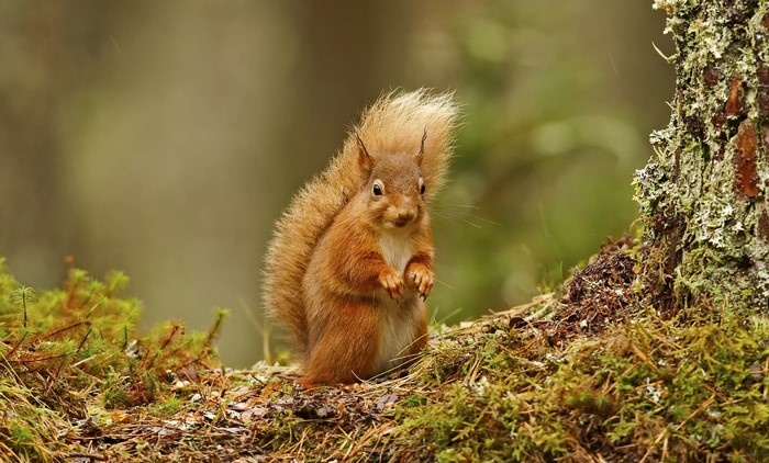 Red squirrel sitting on mossy ground near a tree