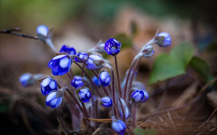 Close-up of blue wildflowers with blurred background