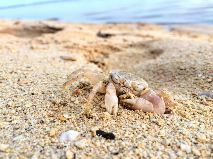 Crab on a sandy beach near the ocean