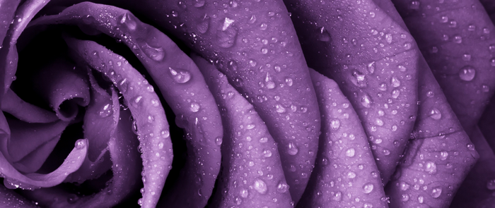 Close-up of a purple rose with water droplets