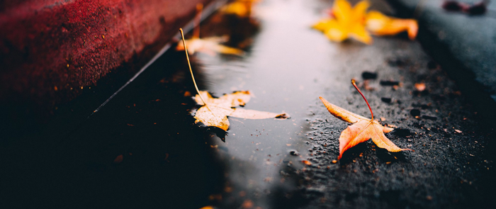 Autumn leaves in a puddle