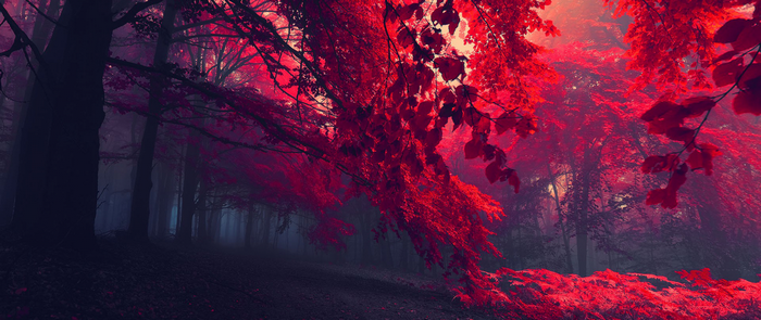 Red forest with sunlight and fog