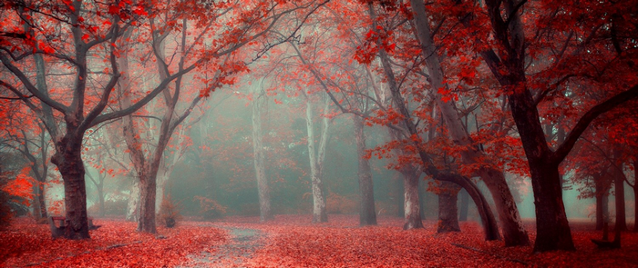 Autumn forest with red leaves and fog