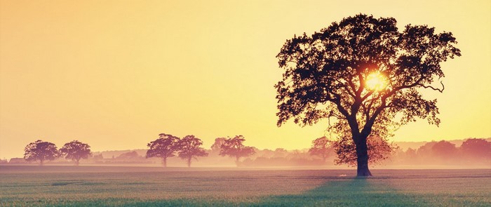 Silhouette of a large tree against a misty sunrise over a field