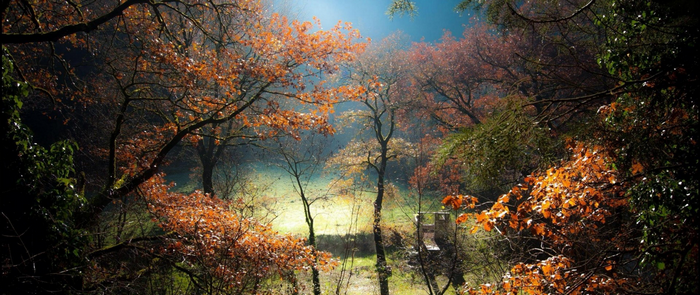 Sunlight filtering through autumn trees in a forest