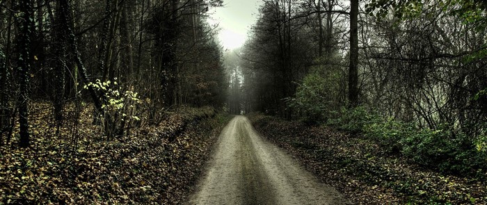 Dirt road through a misty autumn forest