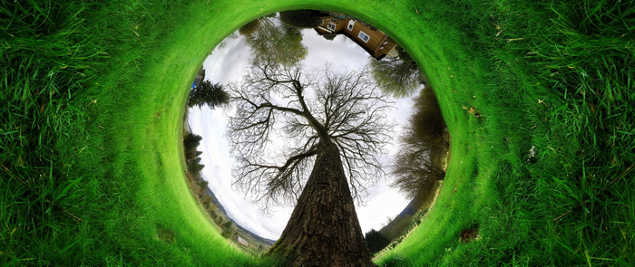 Wide angle view of a bare tree in a grassy field