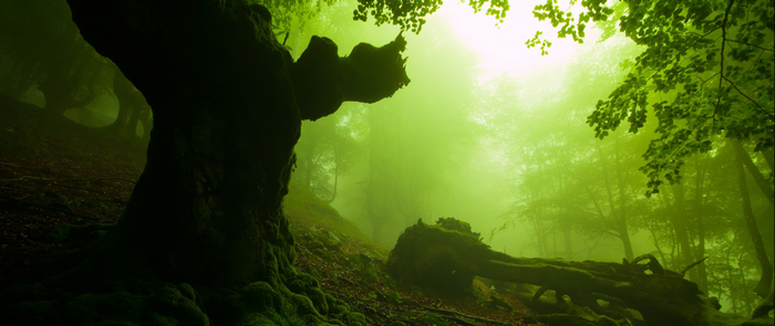 Misty green forest with sunlight filtering through trees